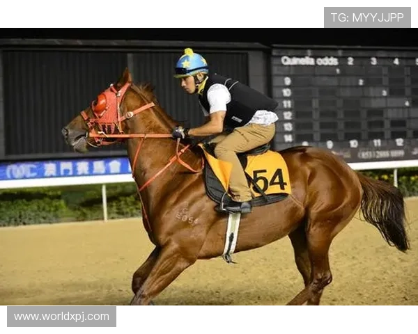 澳门新京登录娱乐平台丰富的赛事活动，精彩纷呈不容错过